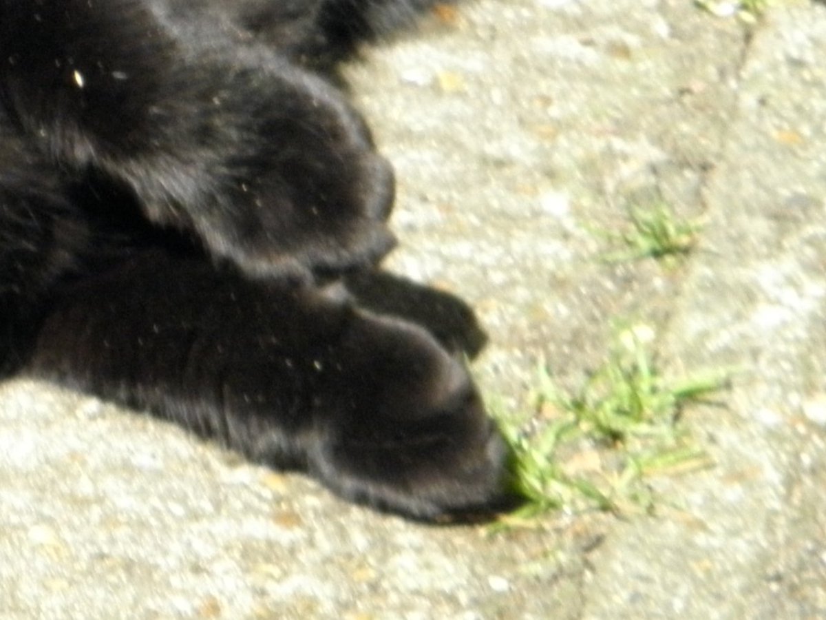 yobub4's tweet photo. @AlvinASBO My paws are joining the #pawcircle. https://t.co/cdlsMj92ug