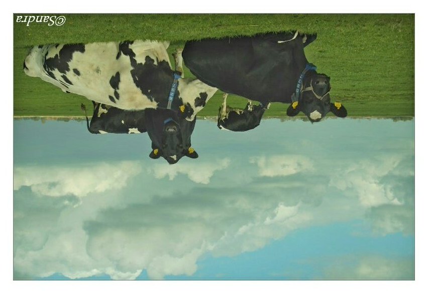 36sandjes's tweet image. Met die nieuwe regeling heb je dus kans dat onze #biologische koeien niet meer buiten mogen lopen hè. Terwijl dat verplicht is!  #snaptUhetnog 
#wereldopzijnkop