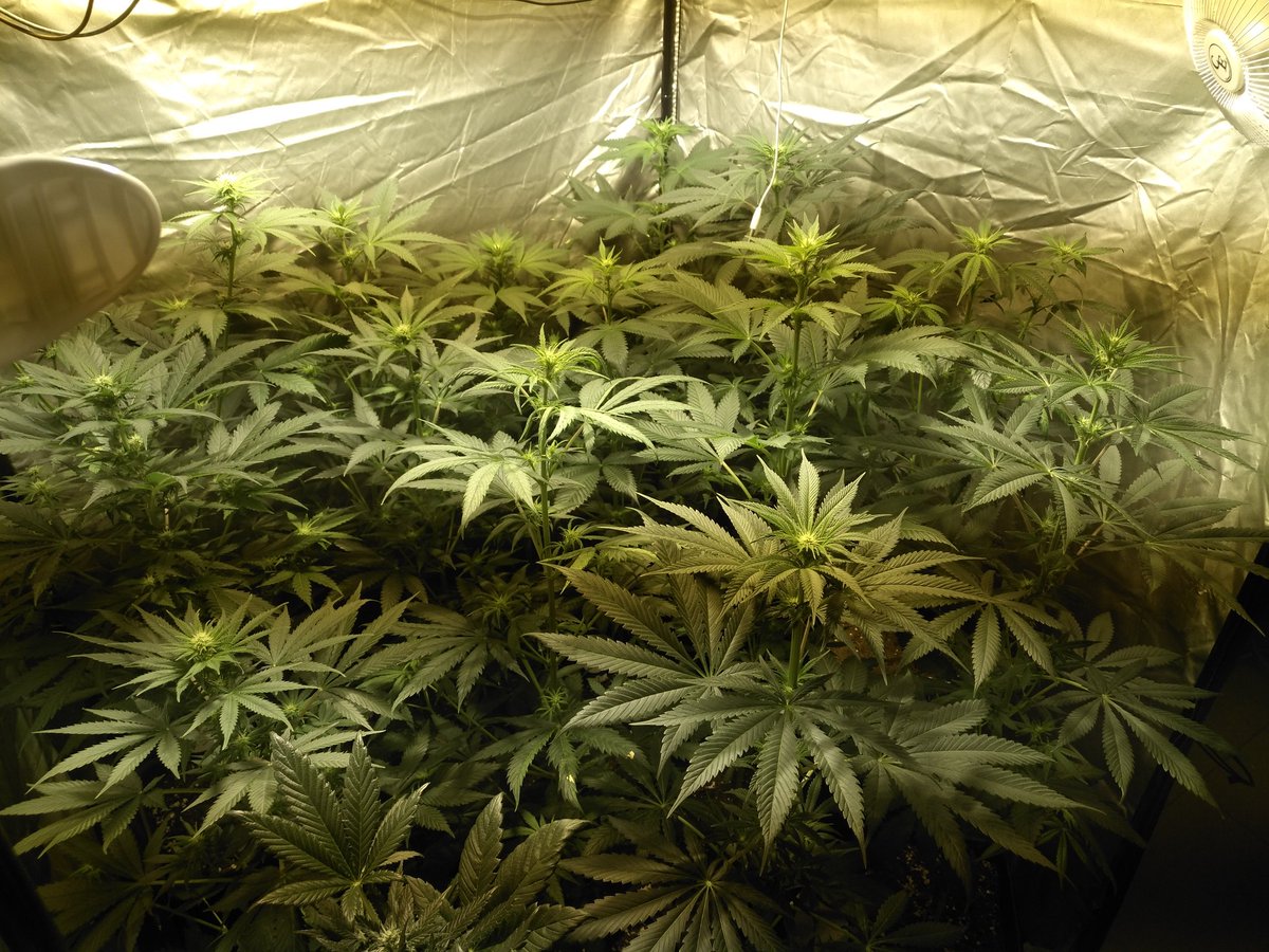 Gonyweed tweet media