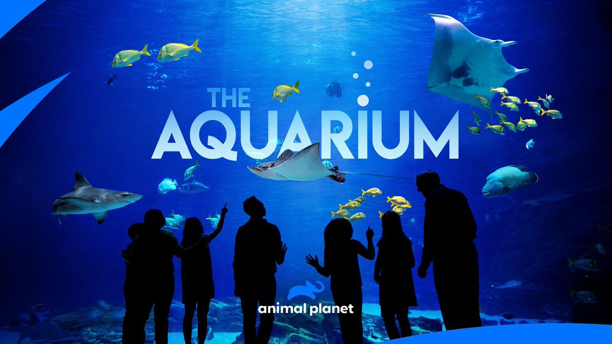 So happy and proud to have my music placed on the new awesome TV Show ‘The Aquarium’ showing on the ANIMAL PLANET channel ! #musicfortv #composer #animalplanet #filmtvcomposer