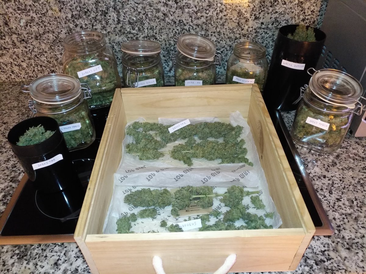 Gonyweed tweet media