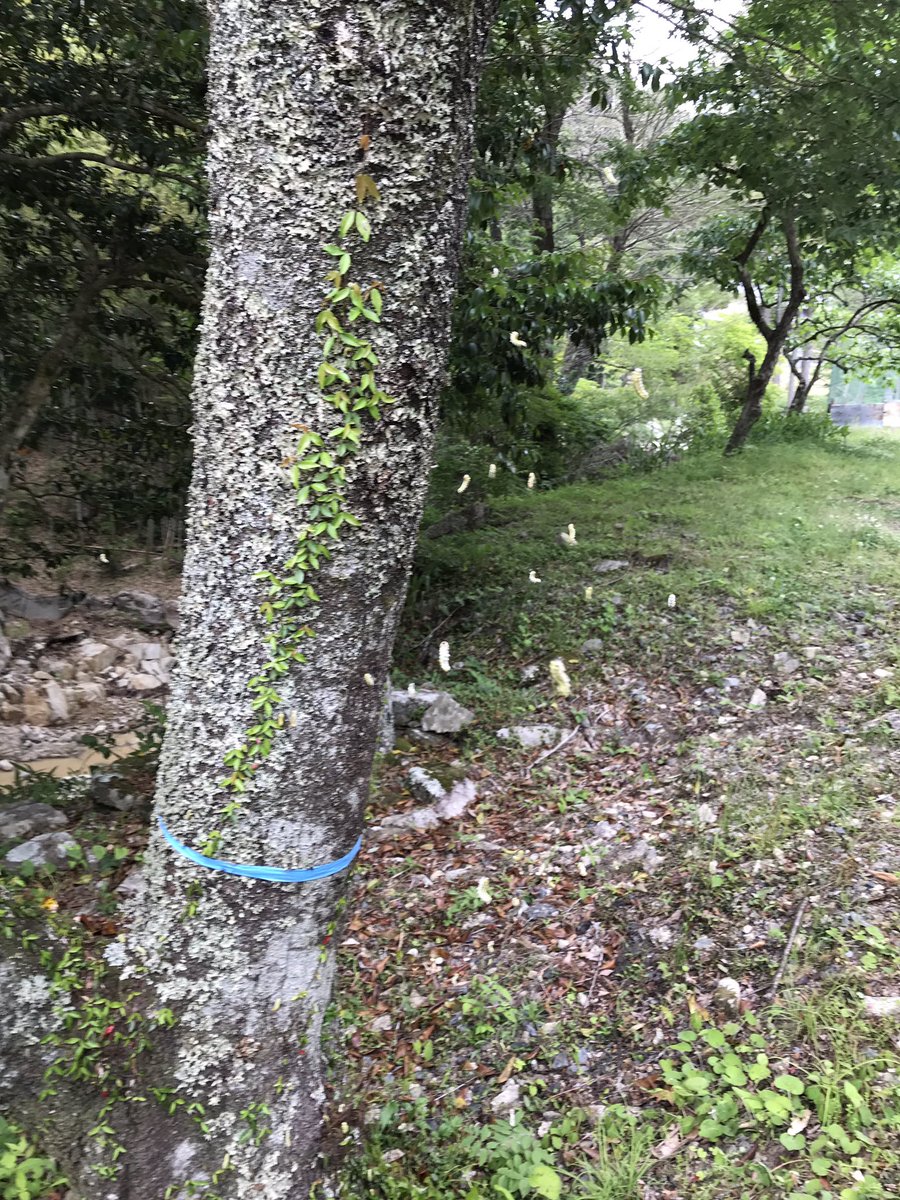 Tetsuya Tominaga Tzw Pa Twitter 毛虫が大量発生したという通報があり 出動したら桜の木にウスバツバメガの幼虫がビッシリ 葉っぱほとんど喰われてますやん で ハチ用殺虫剤を噴霧すると 毛虫たちは糸を吐きながら降下してきて アートオブジェみたいに 写真