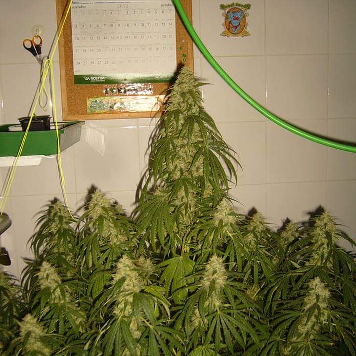 Gonyweed tweet media