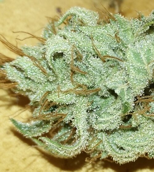 Gonyweed tweet media