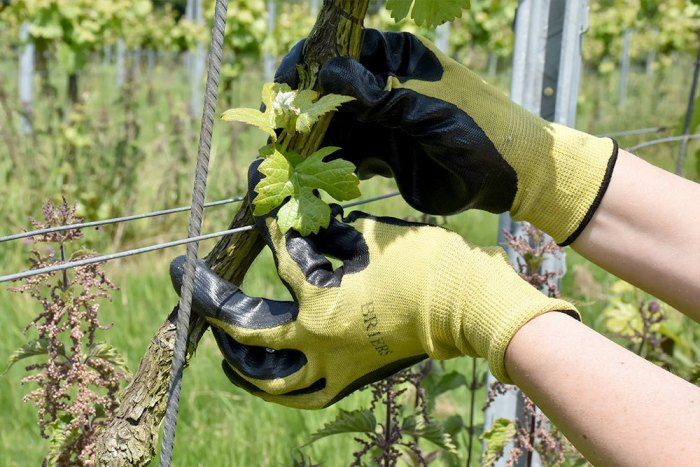 This week we are #BudRubbing 
We remove the shoots &amp; buds that are starting to grow on the lower parts of the #vine to send all the energy &amp; nutrients into the #grapes 
Learn more in this article by <a href="/wine_pace/">Wine Pace</a> when they volunteered last year
buff.ly/2WNsNx4