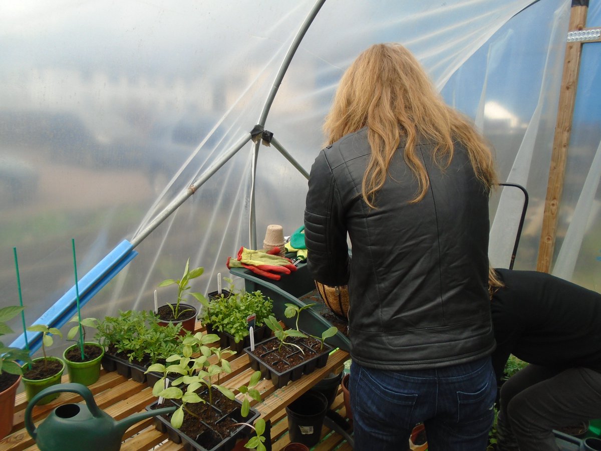 scotland_simon's tweet photo. Getting the Tomatoes,Chillies, Sweetcorn, Sunflowers and Peppers ready for the summer #OneTeam #TeamTollcross https://t.co/d7LCEnH1Mo