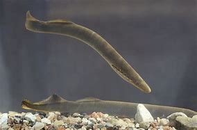 DurBiol's tweet image. @DurBiol fully-funded MSc studentship (see bit.ly/2wCAc3U for full details and how to apply) 'Determining the conservation needs of exploited
migratory lampreys'. @durham_uni @DurUni_Aqua_Lab