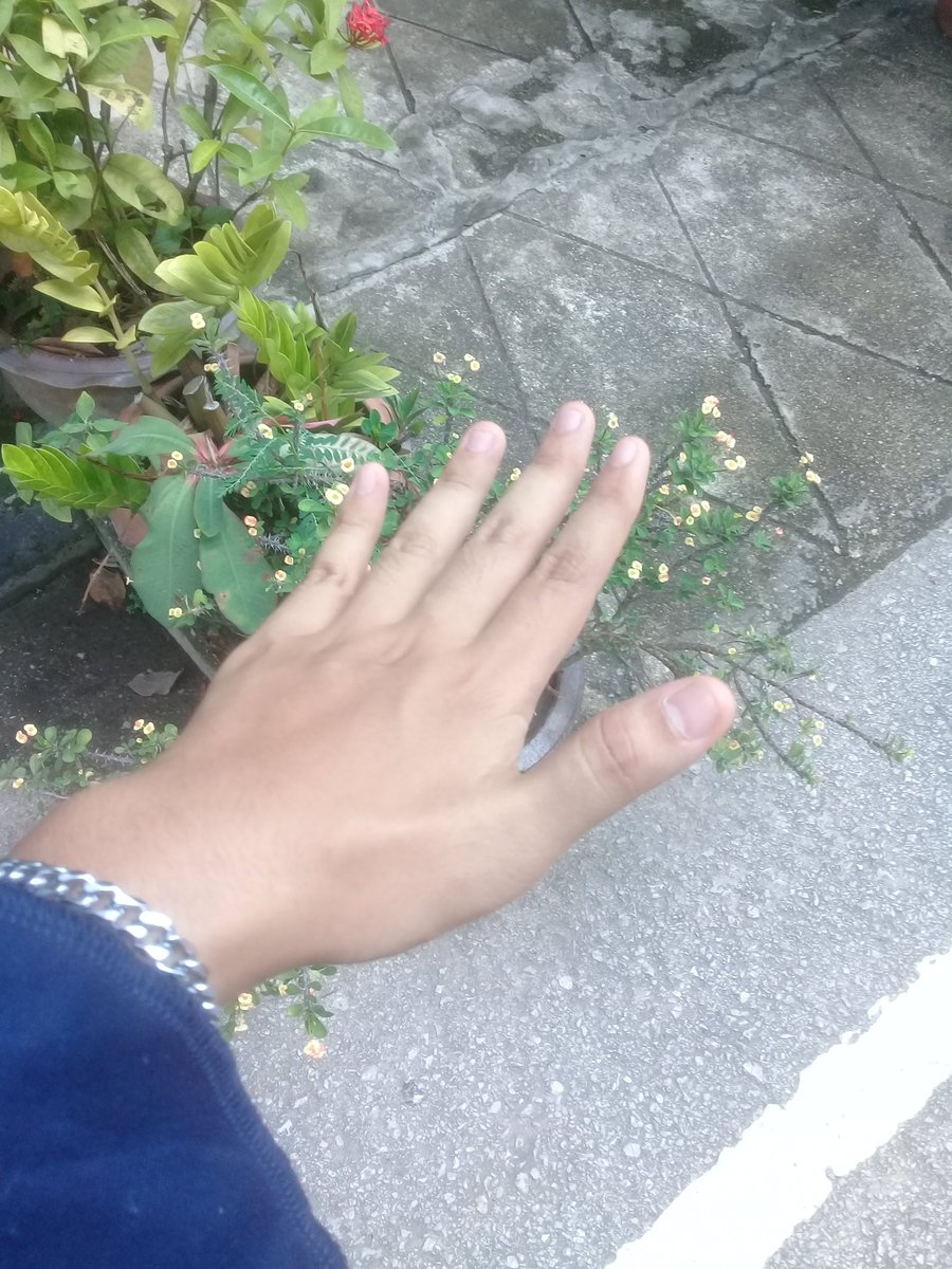 Copter227's tweet photo. มือคนหรือใบลาน https://t.co/I7qSHSrW8Z