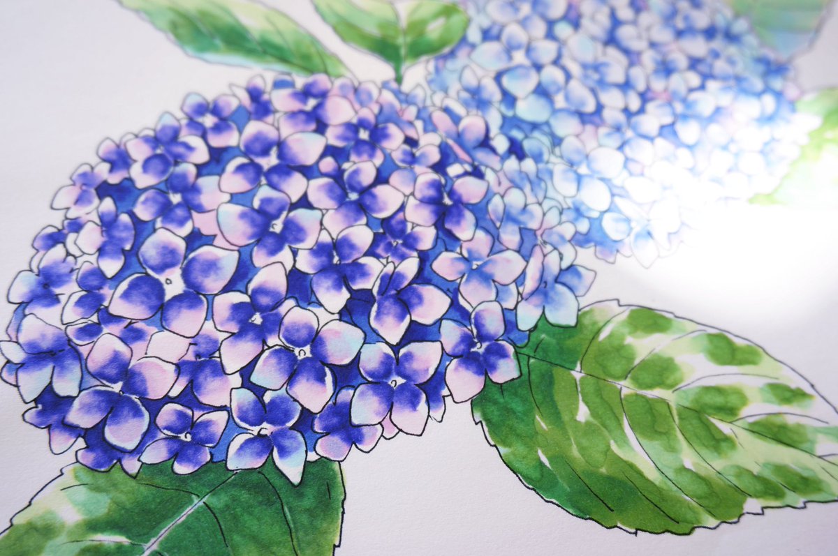 コピック公式 Copic Official 在 Twitter 上 夏のように暑い日もあり困惑しちゃいますが 間もなく梅雨の季節ですね コピックhpのぬりえ用線画ページ T Co 0tgrvhx9gs に紫陽花を追加しました 雨で外に出るのが億劫な日は 無心になって塗り続けてみては コピック公式 Copic Official 在 Twitter 上 夏のように暑い日もあり困惑しちゃいますが 間もなく梅雨の季節ですね コピックhpのぬりえ用線画ページ T Co 0tgrvhx9gs に紫陽花を追加しました 雨で外に出るのが億劫な日は 無心になって塗り続けてみては