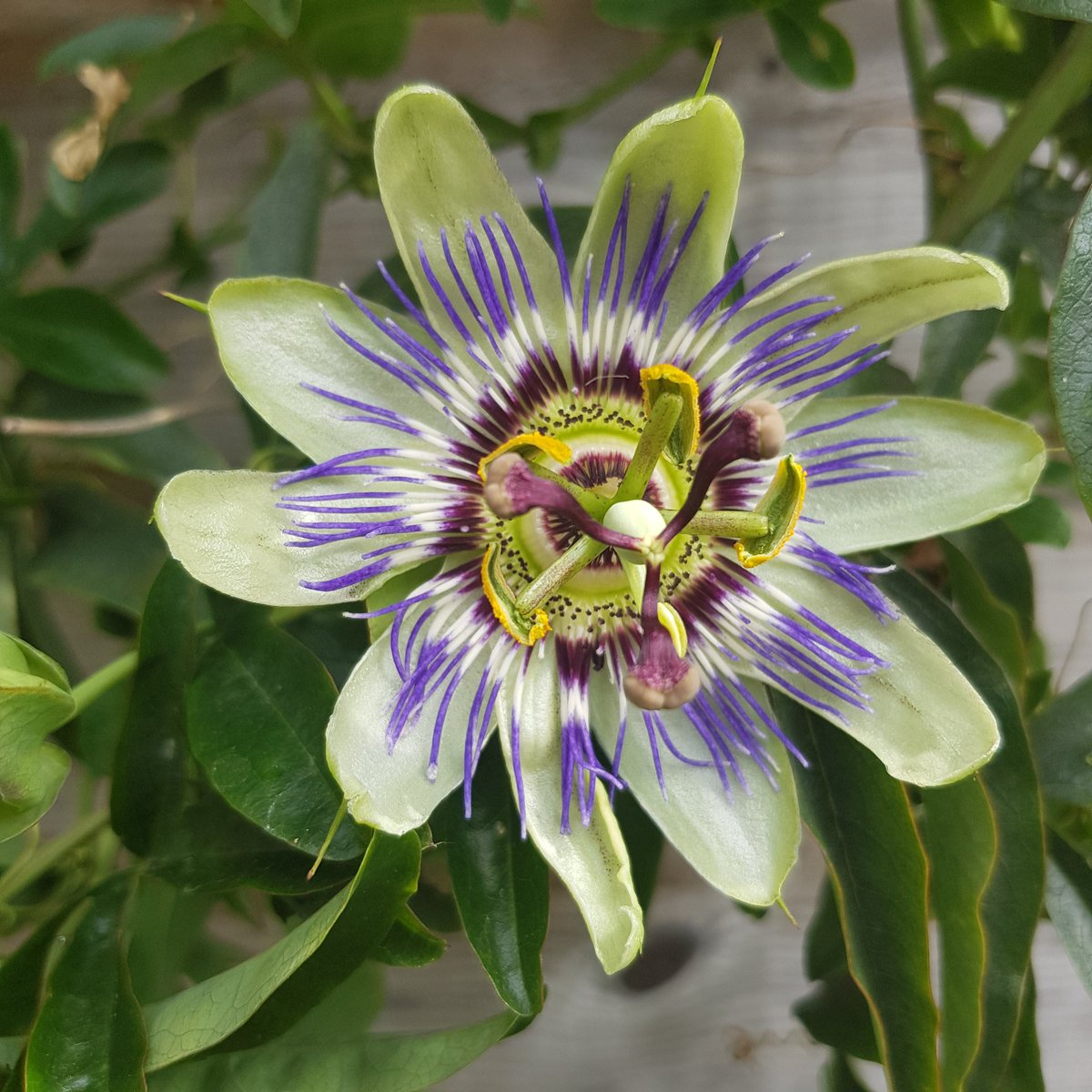 RhoRhoPhotos's tweet image. First for #2019 passion flower #Gardenwatch #photography #rhorho