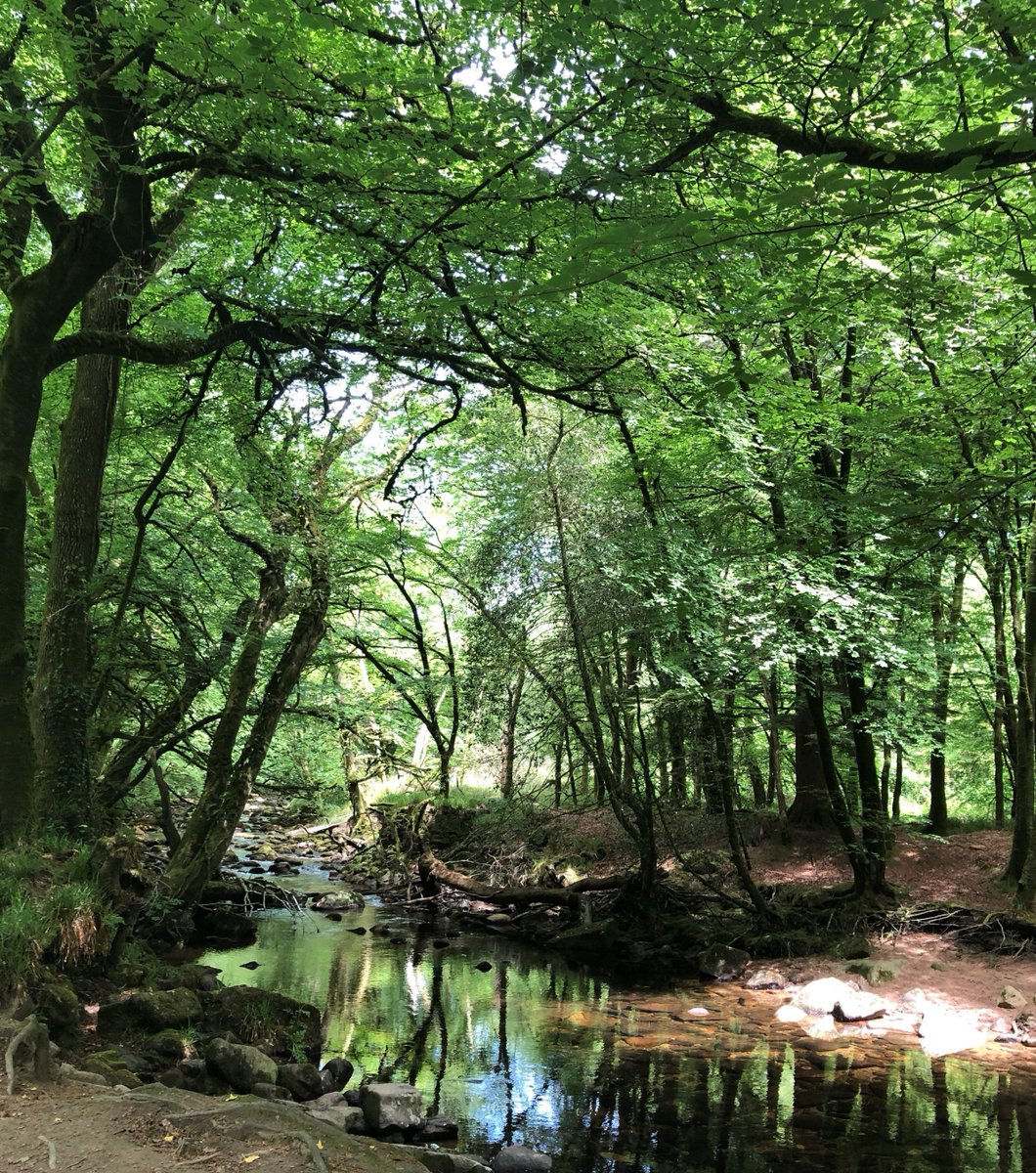 Here's a pic of Longtimber Woods, one of our favourite spots in #Devon from the weekend. Happy #DevonDay to our lovely clients in this beautiful county @PaigntonZoo @LivingCoasts @ERBIDCo  @SparkworldLTD @DevonCountyShow #LoveDevon #topdestination #DevonHeaven #holidays