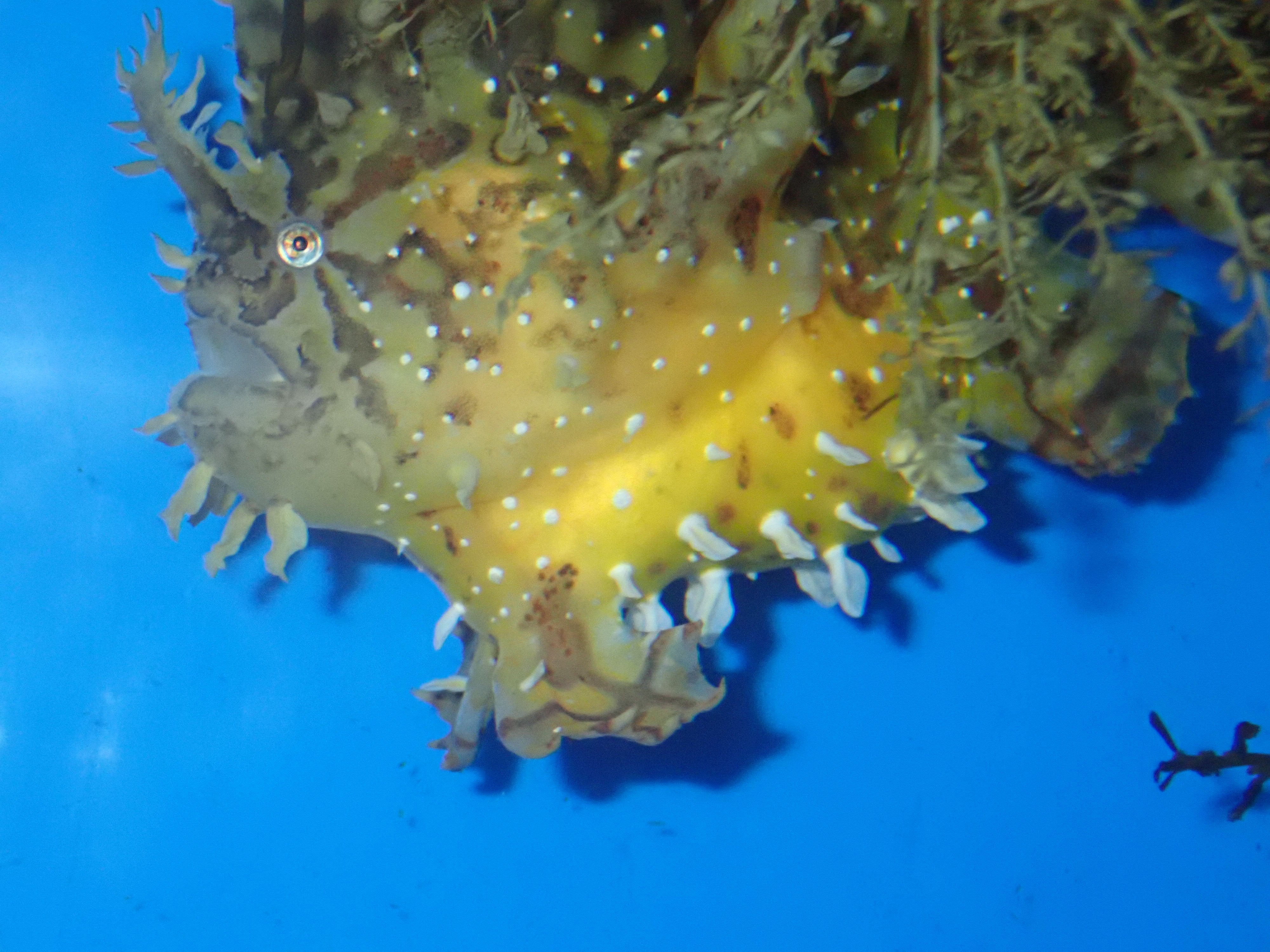 長崎ペンギン水族館 公式 お魚情報 ポスト水槽でハナオコゼを展示中です ん 海藻 って思うかもしれません よく観察すると海藻の下に黄色っぽい体色に黒いまだら模様の魚がいます 自然でも流れ藻などについて漂流生活をします 可愛らしい表情