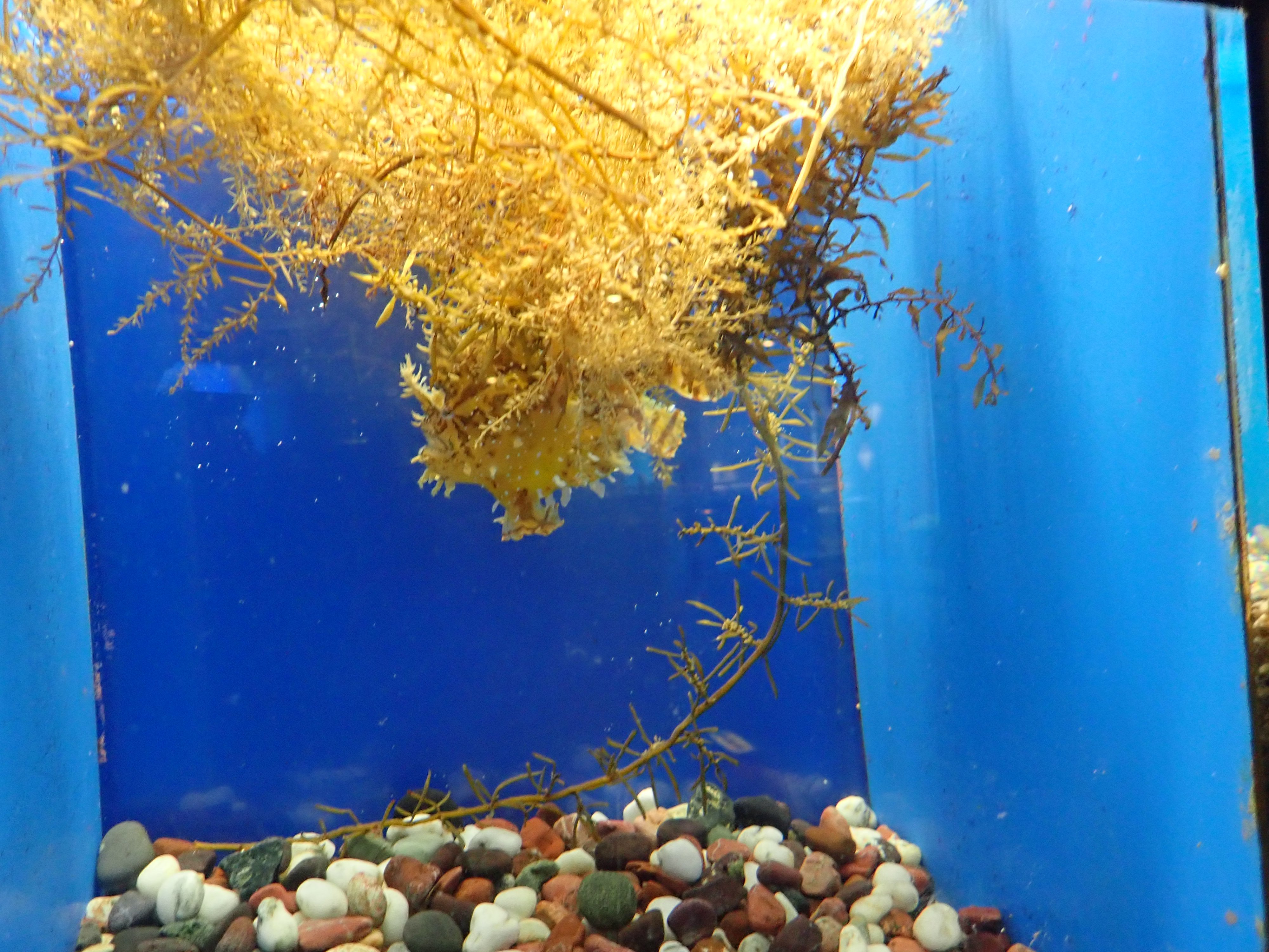 長崎ペンギン水族館 公式 お魚情報 ポスト水槽でハナオコゼを展示中です ん 海藻 って思うかもしれません よく観察すると海藻の下に黄色っぽい体色に黒いまだら模様の魚がいます 自然でも流れ藻などについて漂流生活をします 可愛らしい表情