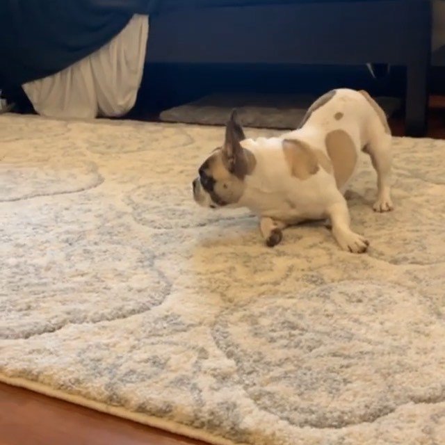 Someone had too much coffee this morning 🤣 👉 @pancakethefrenchiee
.
#hyperpuppy #frenchievids #hilariousvideos #buzzfeedanimals #stella_and_friends #funnyvideos #puppydogvideos #workout💪 bit.ly/2Z6h2zm