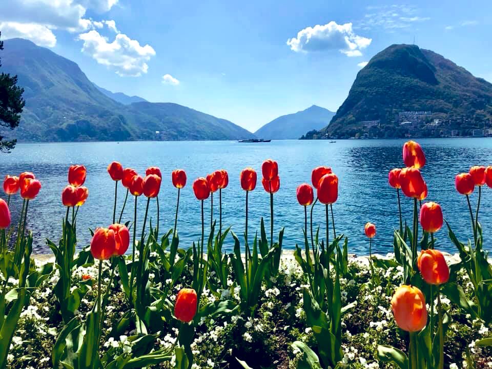 LillasimLisa's tweet photo. Parco Ciani qualche giorno fa..
La mia idea di libertà ha questi colori..
#luganolake
#ciani
#ticino
#ilovelake https://t.co/87SQNPZ24K