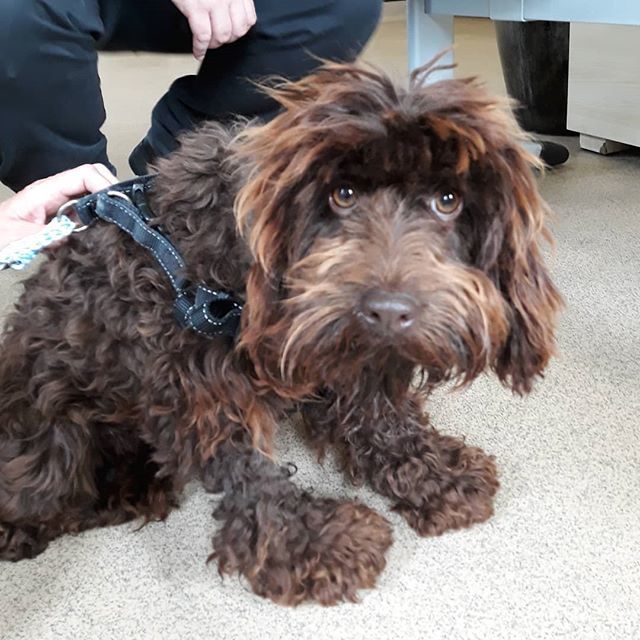 SwaleCouncil's tweet image. #founddog Female Cockapoo found in hedgerow in Basser Hill Lower Halstow last night. No chip. This little dog has matted fur and a massive deep wound running from ear to ear under her neck caused by an embedded collar or rope. The wound is far too severe… bit.ly/2QIXY7v