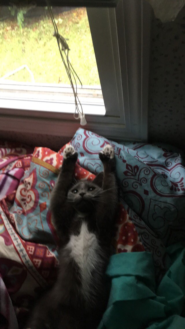 “4 more days ‘til Caturday! Can I get a retweet and a follow?”