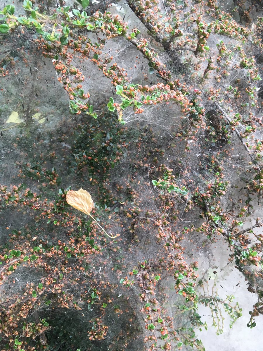 visiongardens's tweet image. The Cotoneaster spider apparently! ⁦@carogarden⁩ ⁦@diamondhill2012⁩ #rhs #plantproblems