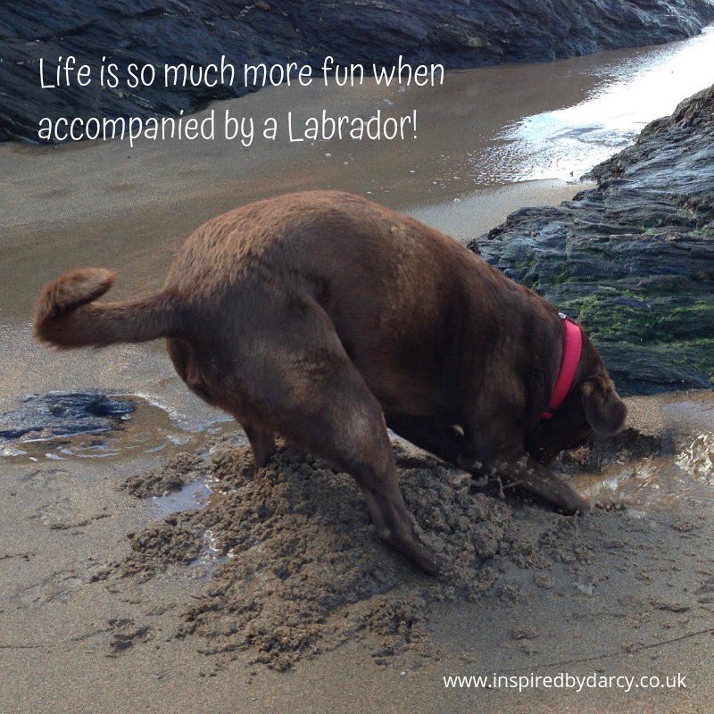 Inspiredbydarcy's tweet photo. Something to make you smile on a Tuesday! #labrador  #labradorfun https://t.co/4SxAGHwEOk