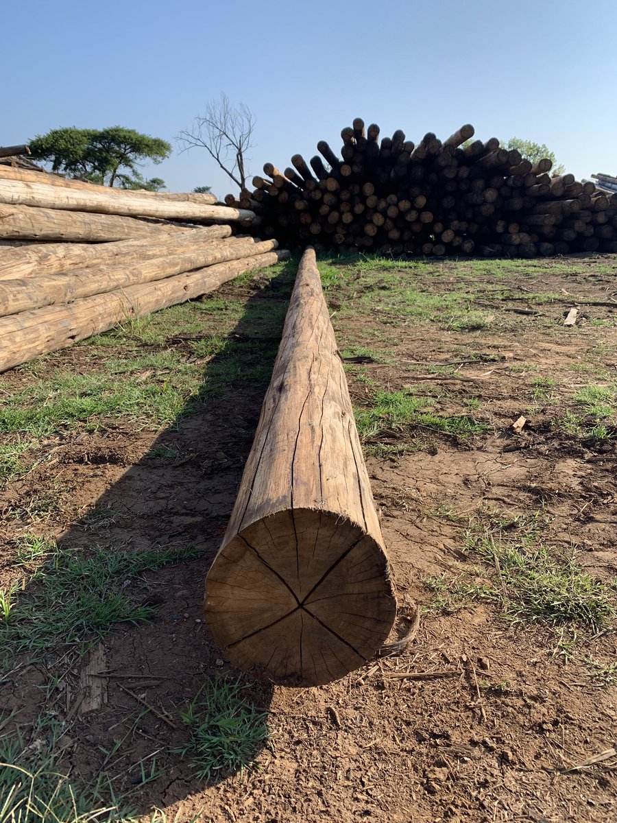 GsTimbers's tweet photo. One of the straightest wood species out there! #cloeziana #FSC #gstimbers #waterbouw #gww #infra #infratechniek #woodworking #forestry #timber #wood #woodenpoles https://t.co/5FBHqrTX31