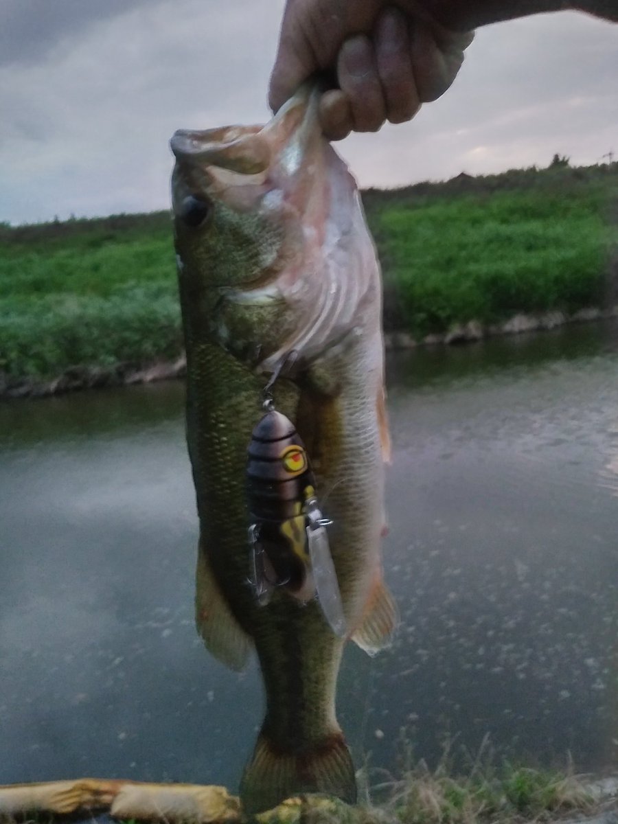 クローラーベイト Hashtag On Twitter