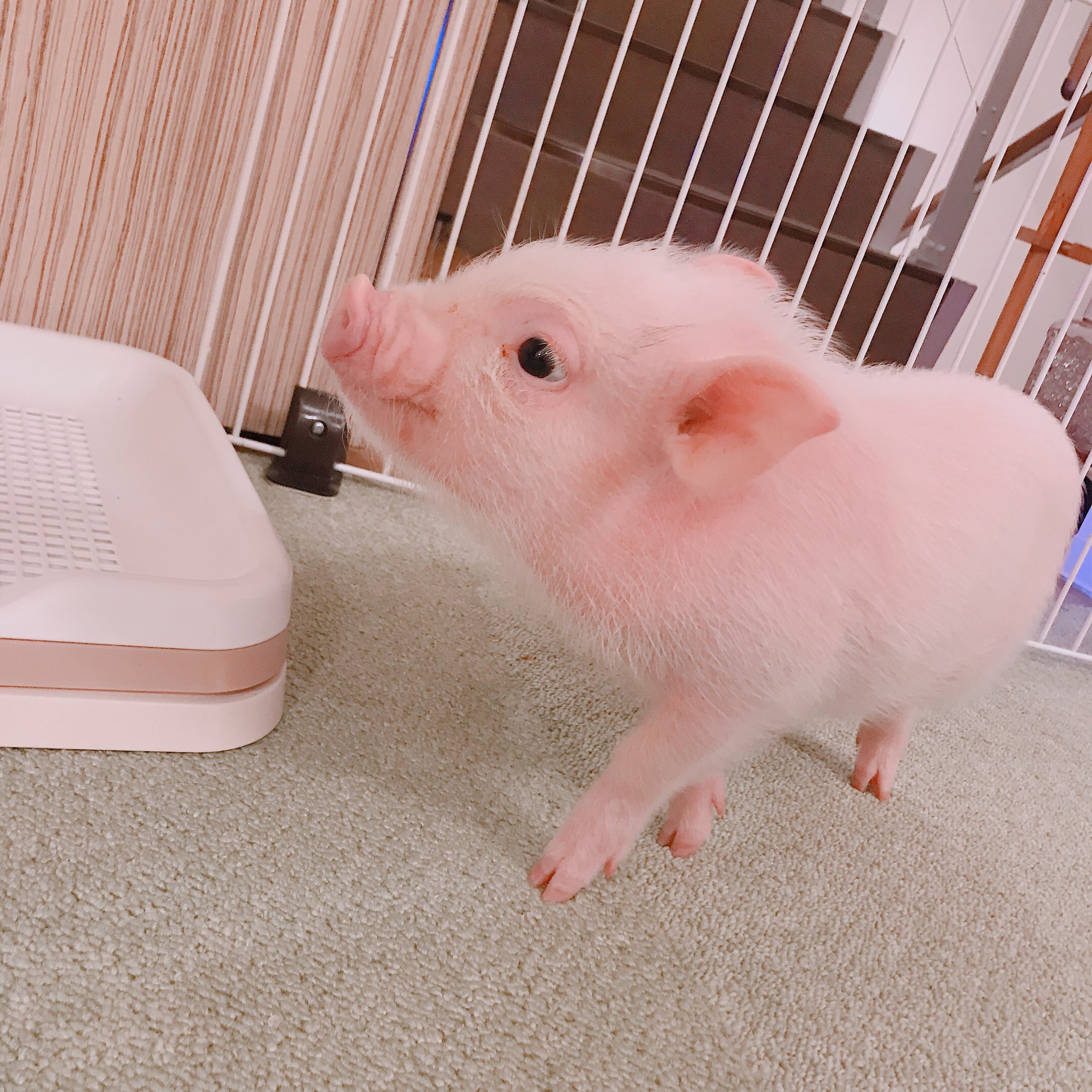 Twitter 上的 杉山真宏 ミニブタのカフェ行ってきました めっちゃ可愛くて時間があっという間だった W 笑 ミニブタ かわいい T Co F1a8pi4nxx Twitter