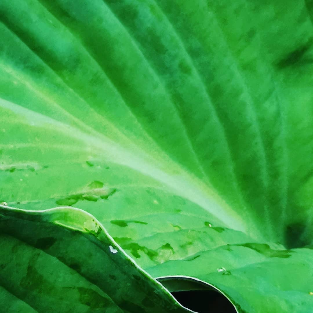 ameliaalice1111's tweet photo. The gardens looking green and lush this morning after all the rain @MartD08 💚☔

 #missingmyhubby #Gardenwatch #lushandgreen #downpour #sculptural #green #NatureIsBeautiful #WritingCommunity #artistsoftwitter https://t.co/ViFhbY4DJp