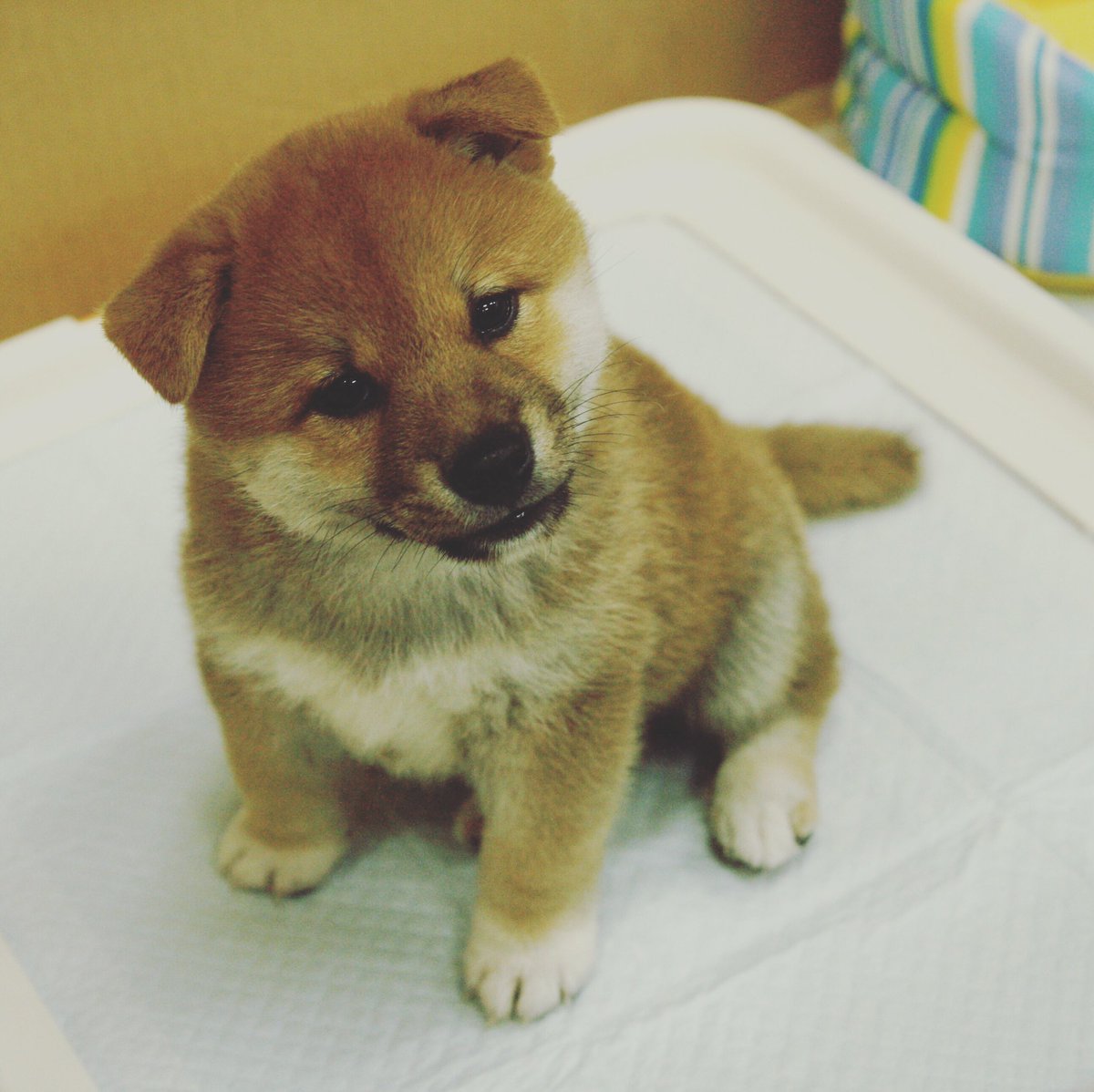 柴犬 小太郎 در توییتر 赤ちゃんコタポン 柴犬 わんこ ワンコ 柴犬の赤ちゃん コタポン 社員犬