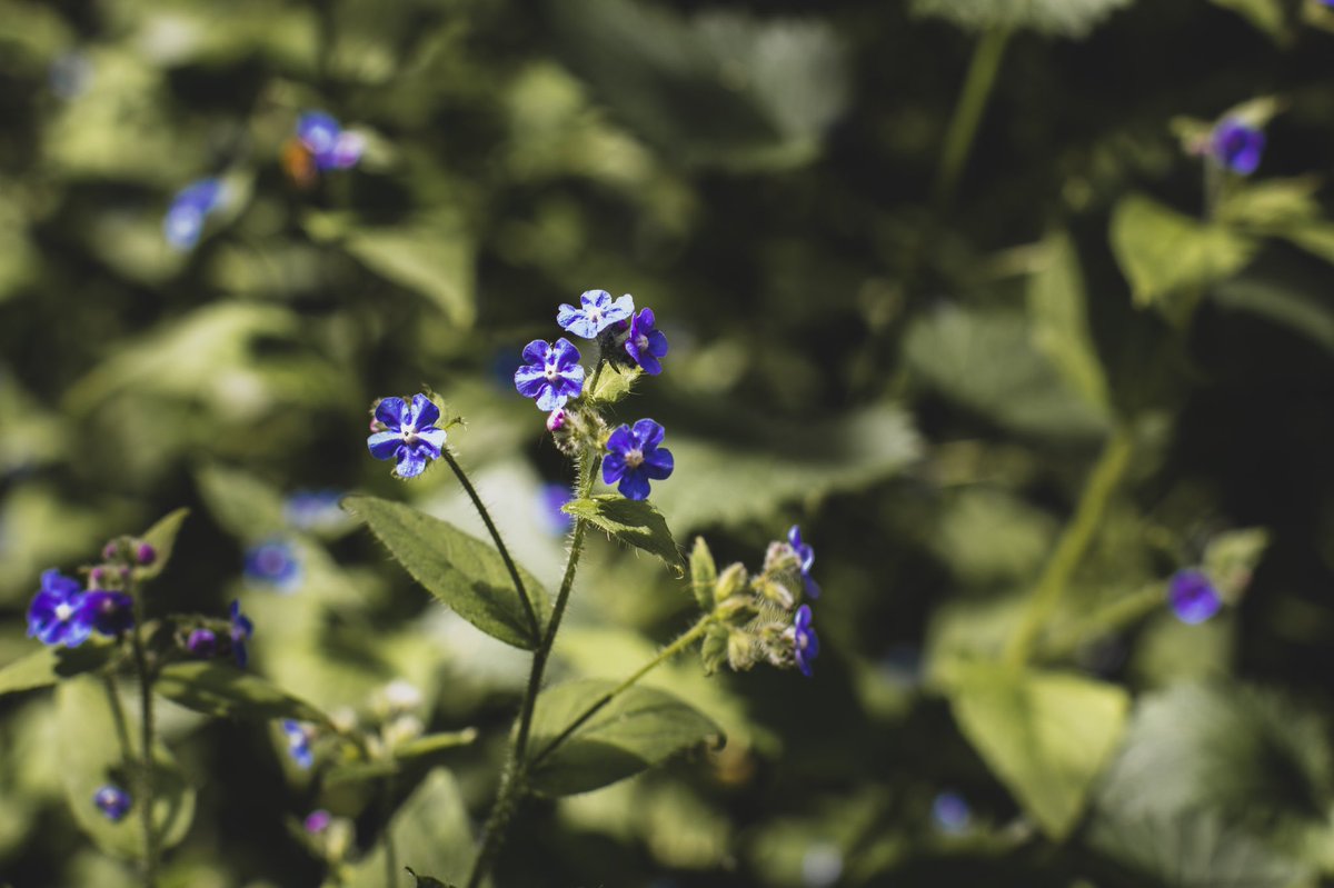 HopeEDrew's tweet photo. With the delightful weather we had on Saturday, I took the opportunity to  visit @HarborneBA take some photos. These are on the #HarborneWalkway. #Photography #SunnyAfternoon #Birmingham https://t.co/OCvh3us2rs