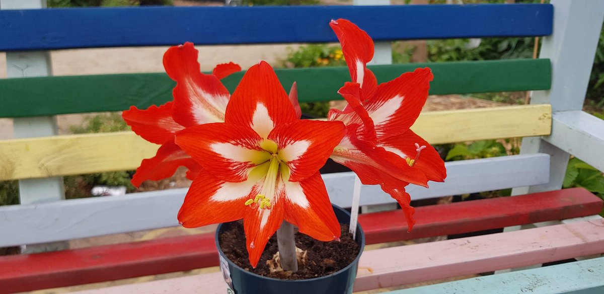 Shepway_Chariot's tweet photo. 🌹🐞🌺🐝 The plants in the garden are flourishing and the wildlife are making the most of it 🐛🌻🐌🌼 https://t.co/KF0WkGtHRw