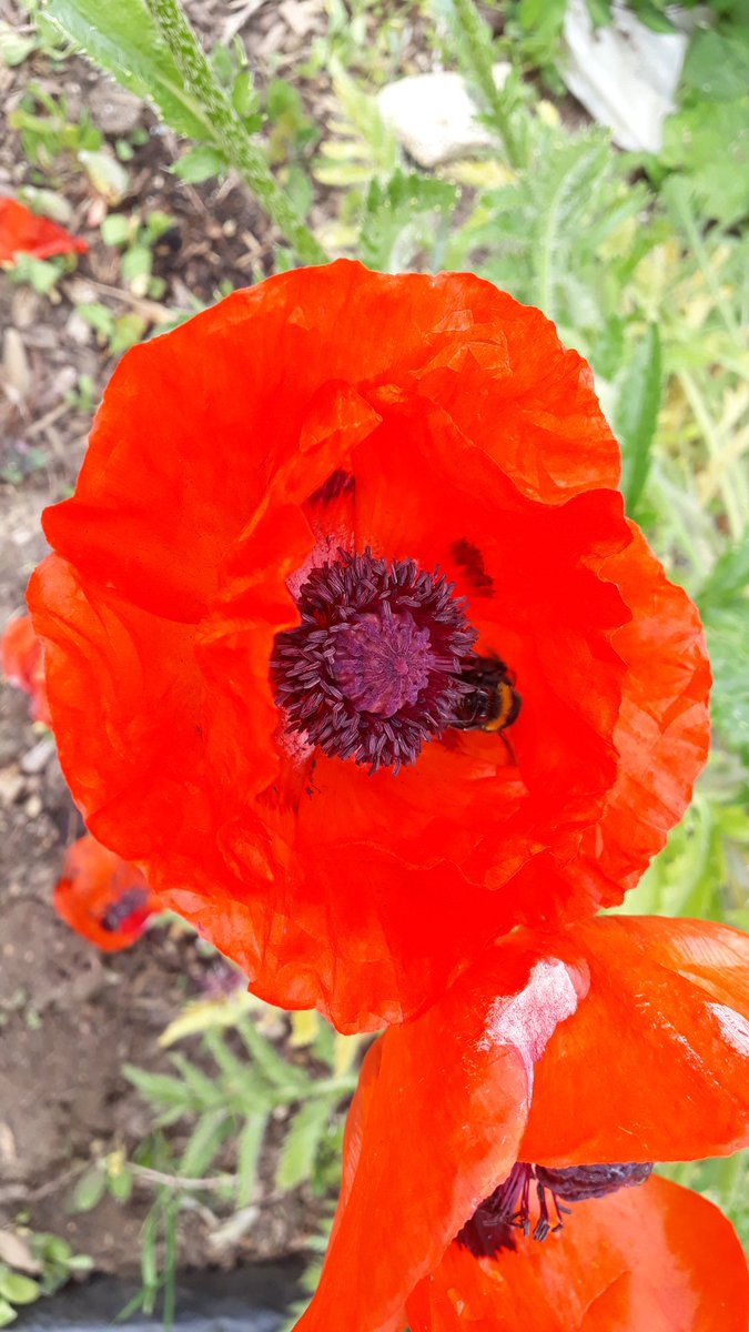 Shepway_Chariot's tweet photo. 🌹🐞🌺🐝 The plants in the garden are flourishing and the wildlife are making the most of it 🐛🌻🐌🌼 https://t.co/hMaTWMFnxj