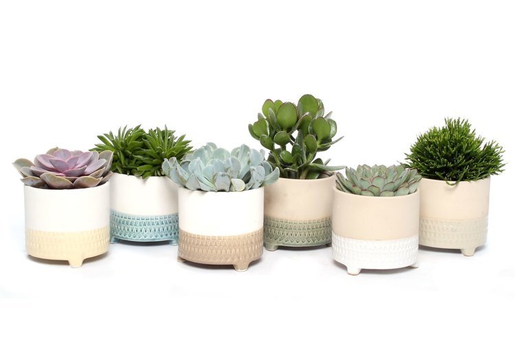 Cute collection! 
Are you building up a little succulent collection on a windowsill somewhere?