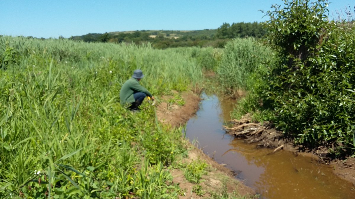 VectisHA's tweet photo. #GreenArmy next Tues 11! Off to Morton Marsh #Sandown for #HimalayanBalsam with @HantsIWWildlife! It's easy, fun and in the most fantastic surroundings! Email claire@vectishousing.co.uk if you'd like to come along #conservation #youth #wildlife #nature #envionment #biodiversity https://t.co/b7N6IrU15Y