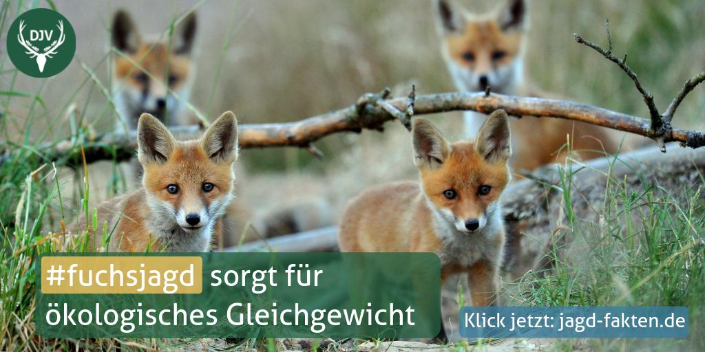JagdverbandDJV's tweet image. In urbanen Lebensräumen können bis zu 10 Füchse pro km² leben. Erst bei dieser unnatürlichen Populationsdichte wurde eine natürliche Geburtenkontrolle beobachtet. Jagd hingegen kann helfen Bestände zu reduzieren. #Artenschutz

aktuelle Studien: bit.ly/jagdfakten  #fuchsjagd