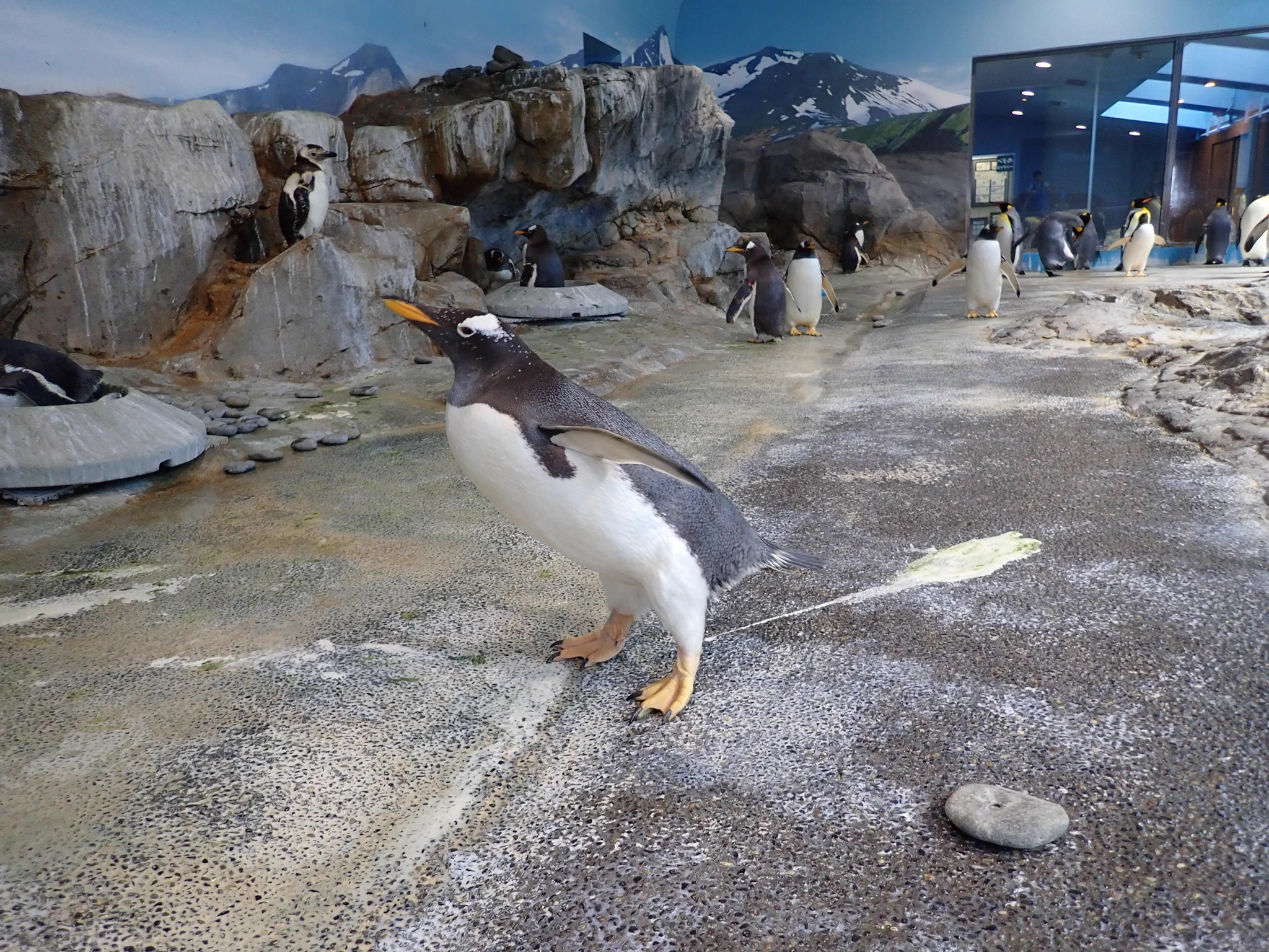 長崎ペンギン水族館【公式】 on X: 