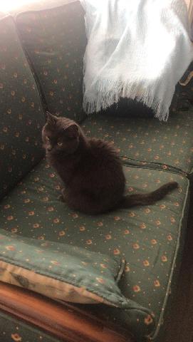 Alerte Animaux Perdu Perdu Chat Gris Fonce Nomme Mimie A Ermont 95 Europeenne T Co Fb2vgk8d4i Alerte Animaux Perdu Perdu Chat Gris Fonce Nomme Mimie A Ermont 95 Europeenne T Co Fb2vgk8d4i