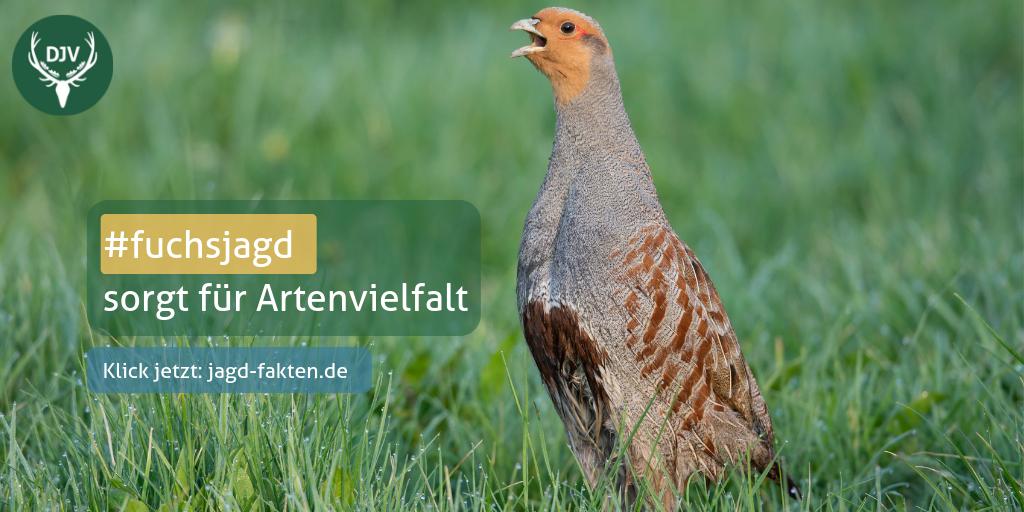 JagdverbandDJV's tweet image. #Rebhuhn und #Kiebitz sind auf dem Rückzug: Lebensräume schwinden, gleichzeitig breiten sich anpassungsfähige Raubsäuger aus. Die Jagd auf Fuchs, Waschbär und Marder hilft bedrohten Arten.

Aktuelle Studien: bit.ly/jagdfakten
#fuchsjagd #Artenvielfalt #Naturschutz