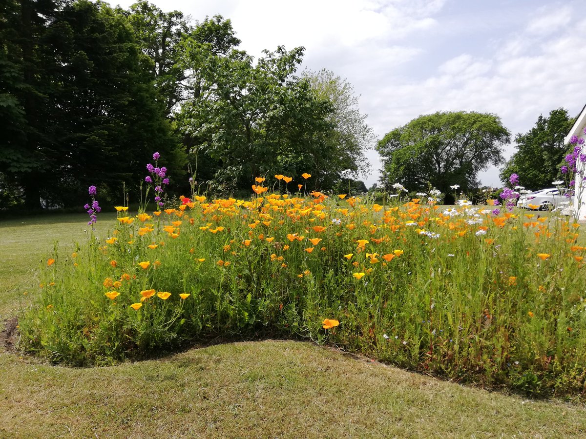 LeroyLeveridge's tweet photo. Wildflower out at, the elms bees and residence both happy #bhgestates https://t.co/Dn3oUFAnZm