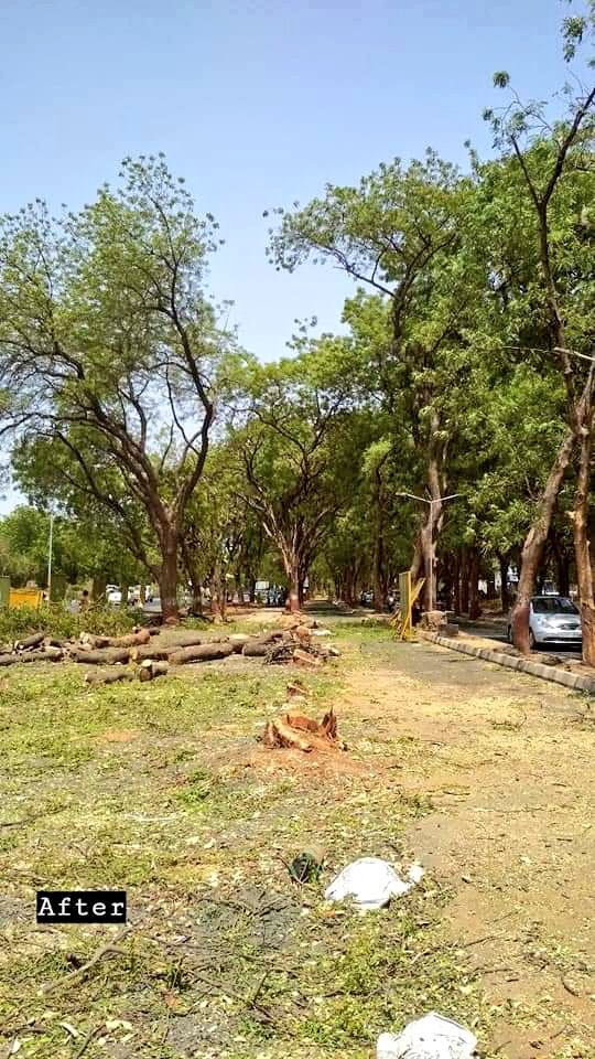 urbanvoicesin's tweet image. Next time when you hear the word "Development",
Ask first, 'At what cost?'

This is from #Gandhinagar, one of the greenest city where for road widening hundreds of tress are chopped down. 

#WorldEnvironmentDay
#Gujarat #SaveTrees
📸 by SaralPatel/FB