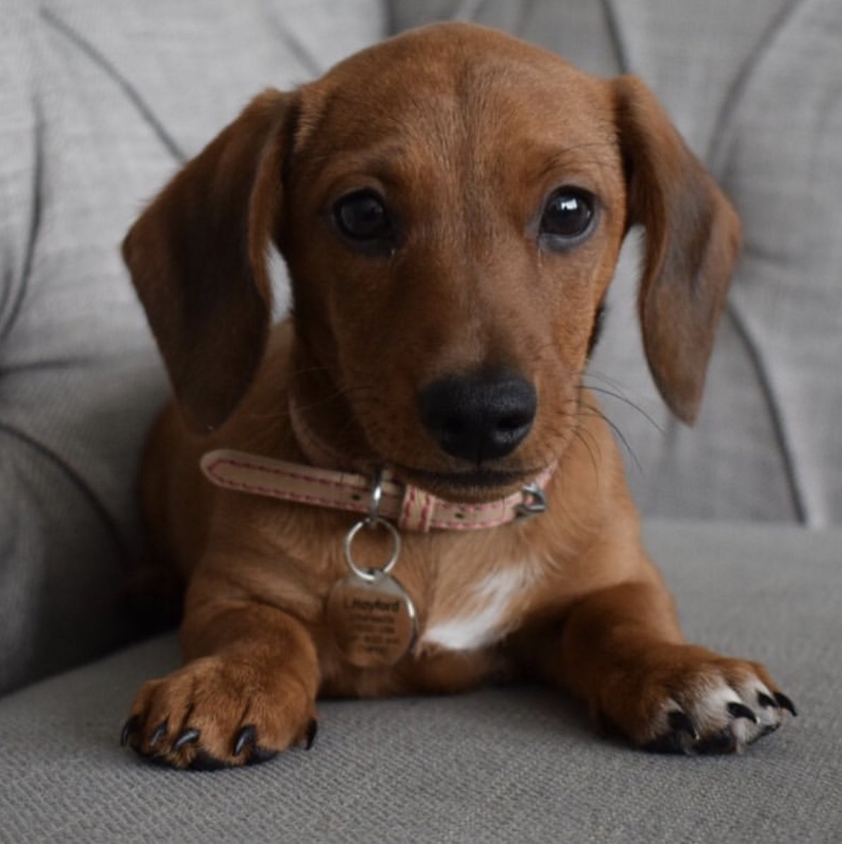 How adorable is Lady in her Rosewood Collar, what a perfect fit! 😍❤️🐾
Thanks for the snap Lady
📸: @all_lady_no_tramp_x
#Rosewoodpet #rosewoodpuppy #puppy #cutie #minisausage #Lady #love #cute #puppiesofinstagram #puppylove #