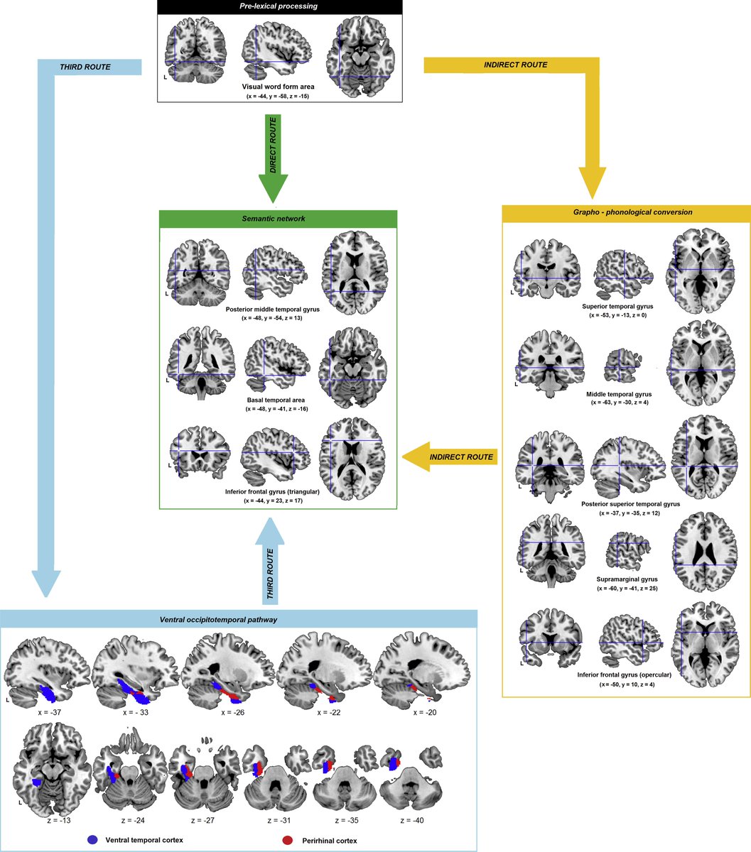 Our review paper about the role of left perirhinal cortex in concrete word reading is now available. Or what NHP studies can teach us about reading. doi.org/10.1016/j.cort…