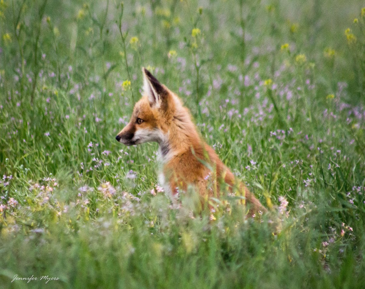 trailswesttrad's tweet photo. My favorite sign of spring!! Photos by Jennifer Myers #wakeupcolorado @KRDONC13 @KKTV11News @FOX21News @KOAA @TheWxMeister @SamASchreier #colorado #wildlife #foxpups #getoutdoors @CPW_SE @Colorado https://t.co/jAoqjAaxrB