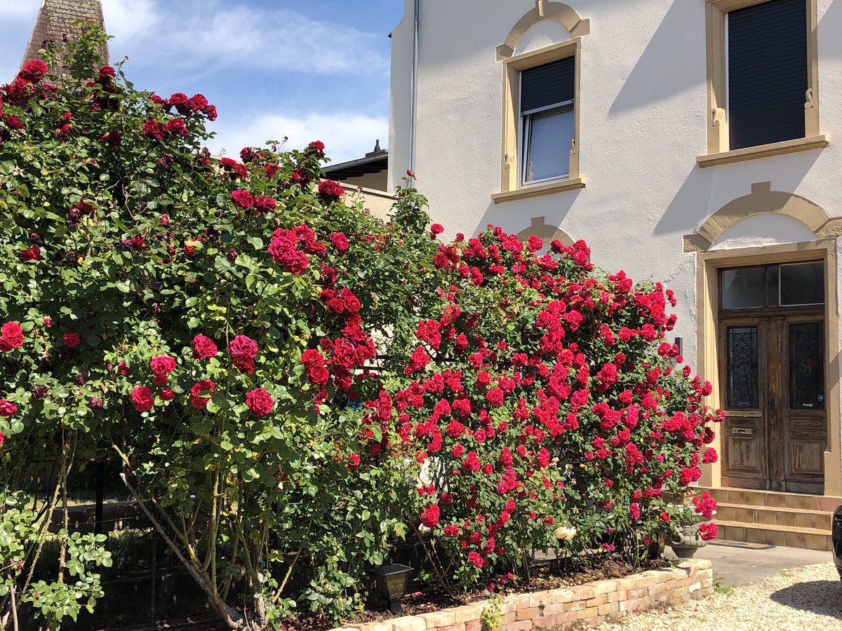 Division of HOP tweet media