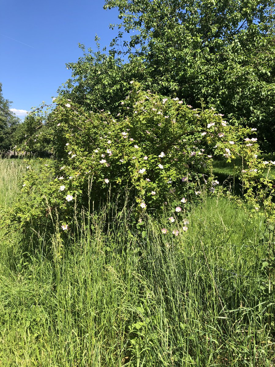 Division of HOP tweet media