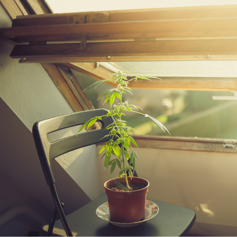 cannaexpos's tweet photo. This is a no go for home grows in Missouri. Learn all about the rules and regs for proper cultivation at the Missouri Cannabis Regulations and Compliance Seminar, in Kansas City, MO on June 25th! 🌱
#mcrc2019 #missouri #kansascity #cultivation #homegrow #laws https://t.co/B4gvx9bhdX