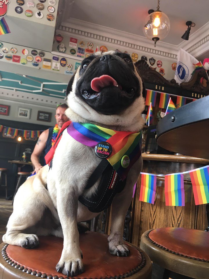We're full of Pride this weekend! #TGIF

This little guy knows what's up!

#WeveGotPride #LoveisLove #BrightonPride #PrideDog #PridePub #FlytheFlag #WelcometoPride2019 #partytime