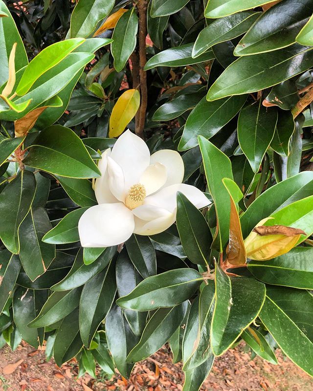 The Magnolia Tree outside of the front office is in full bloom!
