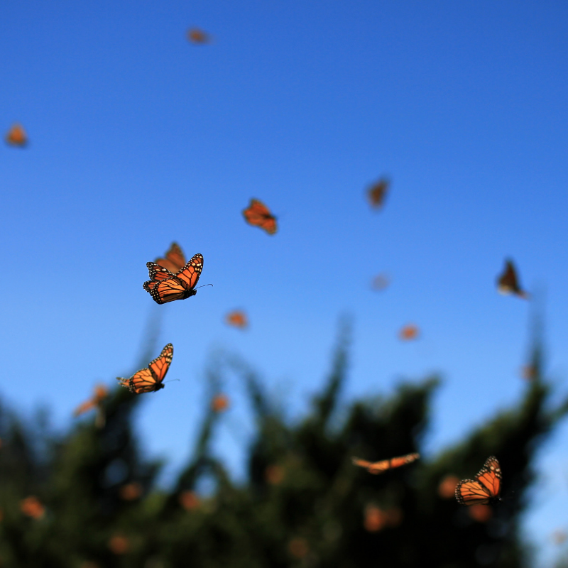 AirstayzL's tweet photo. Borboletas Monarca, #michoacan #mexico ! 
#orangecolor #movingup #animalwing #outdoors
..
AIRSTAYZ! Liberte sua imaginação no novo ecossistema de viagens! https://t.co/mRvBbYthob