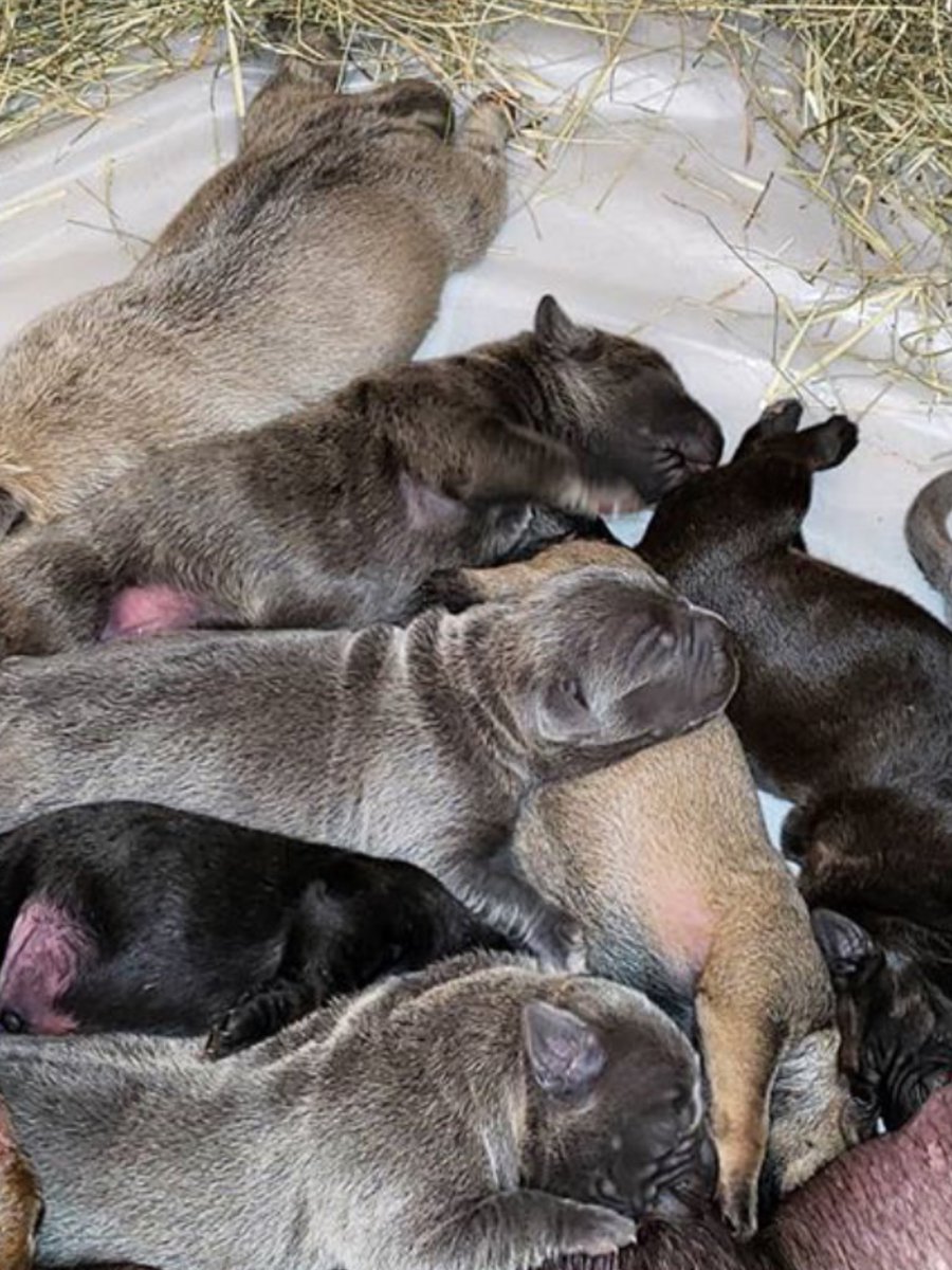 Senzatempocanecorso Senzatempocanecorso