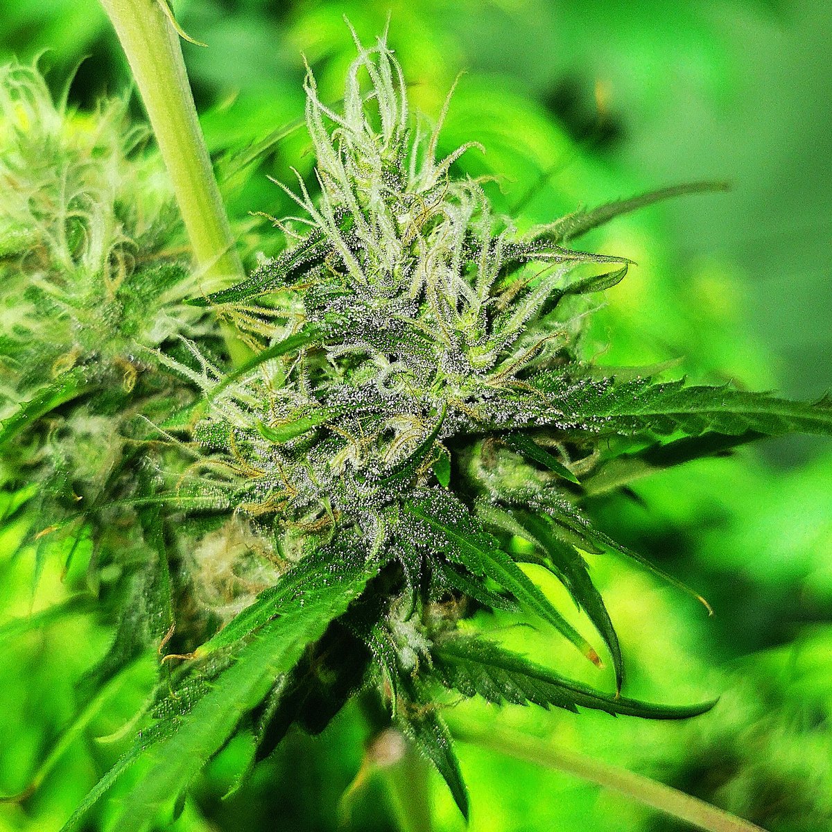 Raro Genetics Farm® tweet media